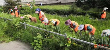 路南區城管執法局夏季清理雜草，精細維護綠化環境