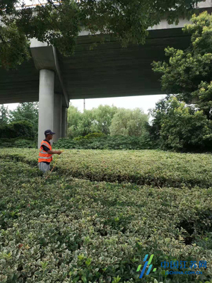 錫山城管局積極做好夏季綠化養護工作，全面提升綠化管理水平
