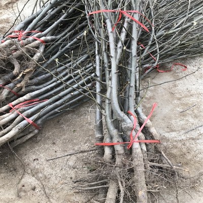 山東盛旺園藝場 優質秋月梨樹苗種植、批發與綠化管理服務