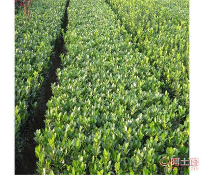 成駿園藝場一級工程綠化冬青規格齊全易管理
