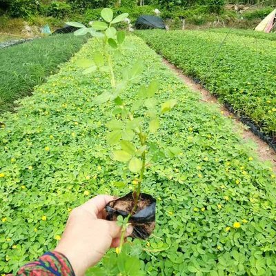 花生藤袋苗與假花生小苗在園林綠化中的應用與管理