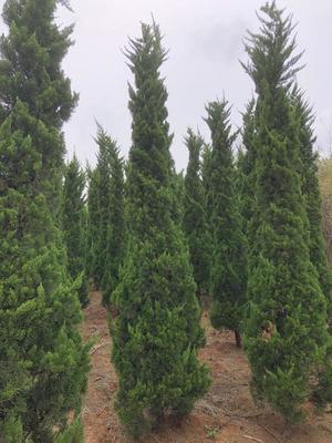 安徽滁州常青園林綠化苗木基地 科學管理與綠色發展的實踐典范