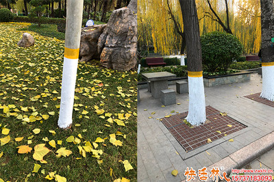 科學涂白，守護綠化——樹木涂白的最佳時間與綠化管理要點