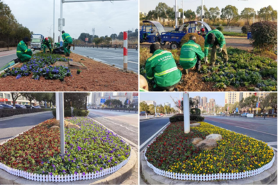 迎新春，袁州城區種花煥新迎祥和年——綠化管理繪就幸福底色